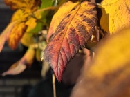 OnePlus 15 cameratest - Telecamera