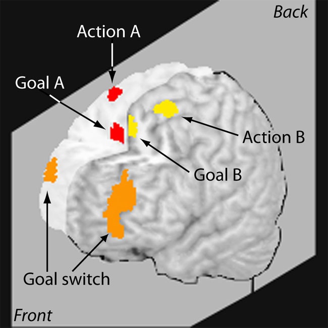 Brain multitasking