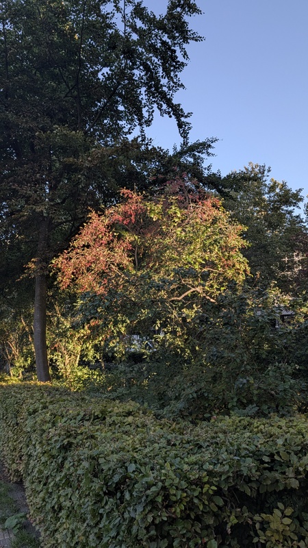 Afbeeldingslocatie: https://tweakers.net/i/Xo94mcgglgrbExB146E5UreajW0=/x800/filters:strip_icc():strip_exif()/f/image/HkeKCyTWROXWh4lFZ0eqk5Li.jpg?f=fotoalbum_large