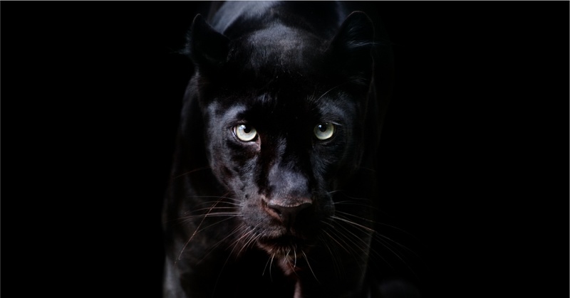 Afbeeldingslocatie: https://tweakers.net/i/Xpyoy3vivNz4LF2KGA-Y0OkZgZo=/800x/filters:strip_icc():strip_exif()/f/image/vzwJflHdqnVh1c6Dlx2R7Qvi.jpg?f=fotoalbum_large