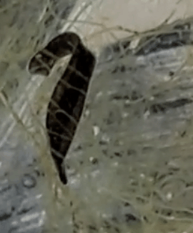 Afbeeldingslocatie: https://tweakers.net/i/XrRFL7Wm9_nwt0dJZiV6_Zgl_rQ=/full-fit-in/4000x4000/filters:no_upscale():fill(white):strip_exif()/f/image/U6Evwom4GNBxNjfgZlSMR7Ke.png?f=user_large