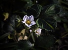 Macro- en portretvergelijking