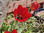 Phone 4a Pro cameratest - 2x zoom