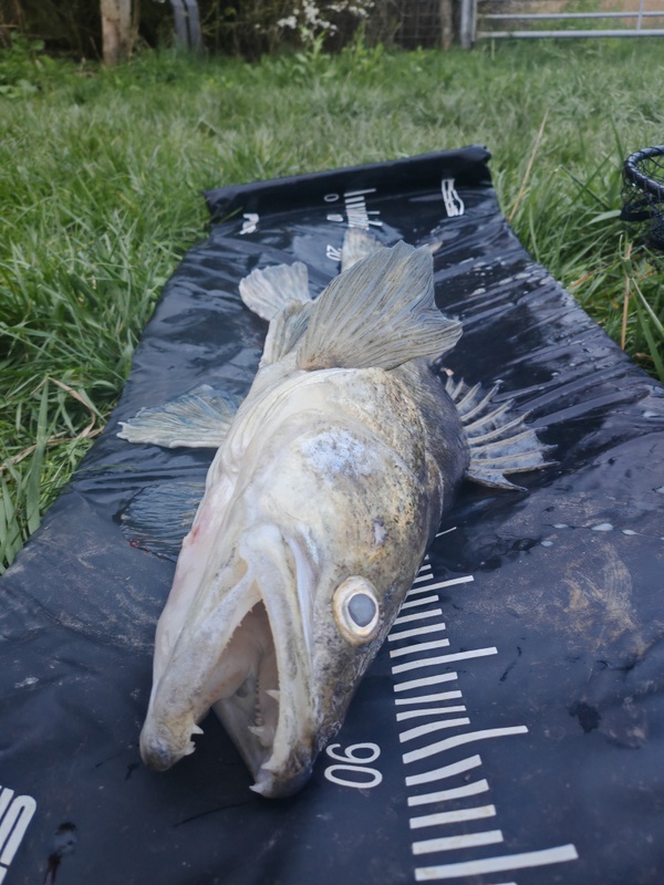 Afbeeldingslocatie: https://tweakers.net/i/YMkChqzAqwnTFdw7XvtFopOTyRU=/x800/filters:strip_icc():strip_exif()/f/image/zpCmDFmxdeYGprYIyyAk2sO2.jpg?f=fotoalbum_large