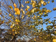 OnePlus 15 cameratest - Ultrawide