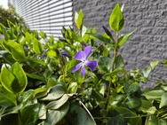 Cameratest iPhone 17e - Hoofdcamera