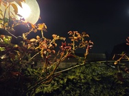 Cameratest Xiaomi 17 - Primair (nacht)