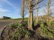 Cameratest Xiaomi 17 - Ultrawide