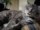 Fotosamples Huawei P20 Pro