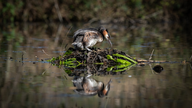 Afbeeldingslocatie: https://tweakers.net/i/ZcK6UqwJ-rAVpAOoiU1j-fbwcKw=/800x/filters:strip_icc():strip_exif()/f/image/fN3txpknFNKb4Np7uAXscChK.jpg?f=fotoalbum_large