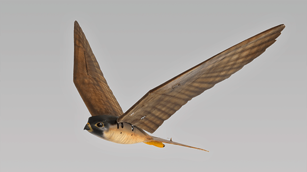 Robird robotische slechtvalk