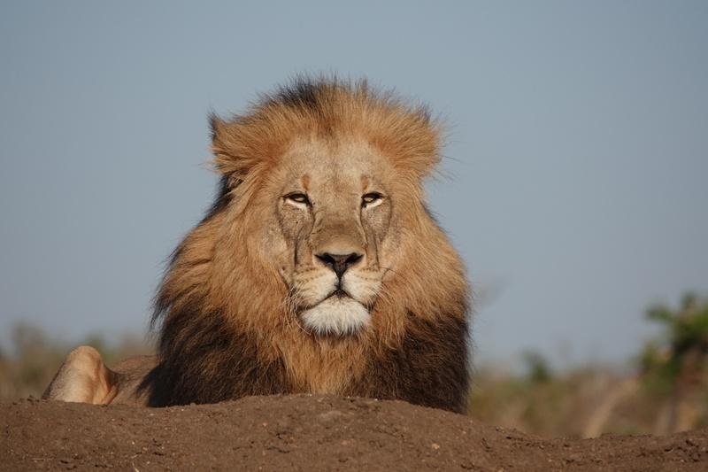 Afbeeldingslocatie: https://tweakers.net/i/Zkwf3GGN9THosd9aLJ9TM26XSU0=/800x/filters:strip_icc():strip_exif()/f/image/kiYMQaZmP7RrtsFXKCFKbTgz.jpg?f=fotoalbum_large