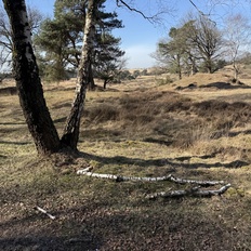 Afbeeldingslocatie: https://tweakers.net/i/Zpy0iyzyGPZYTqDxQ6H2_9lncQ8=/232x232/filters:strip_icc():strip_exif()/f/image/OVvPglO4UykZbcaDmfnEeLut.jpg?f=fotoalbum_tile