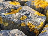 Xiaomi 17 Cameratest - Twee keer zoom