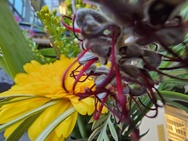 OnePlus 11 Cameratest - Macrofoto's