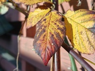 OnePlus 15 cameratest - 2x zoom