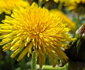 Foto met de A57 macrocamera (links) en hoofdcamera