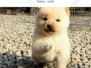 Google Allo