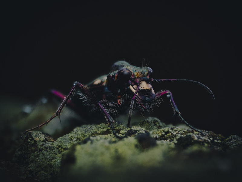 Afbeeldingslocatie: https://tweakers.net/i/_dA6qlkDo2DoMIveZyVzi61RBqY=/800x/filters:strip_icc():strip_exif()/f/image/fbkFRepXQY1Dw9IXukMKKF2G.jpg?f=fotoalbum_large