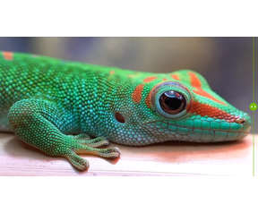 Nvidia AI Upscaling