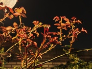 Xiaomi 17 Cameratest - Twee keer zoom