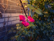 Sony Xperia 1 VIII Cameratest - Hoofdcamera weinig licht
