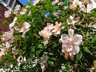 Fotovergelijking LG G7 ThinQ
