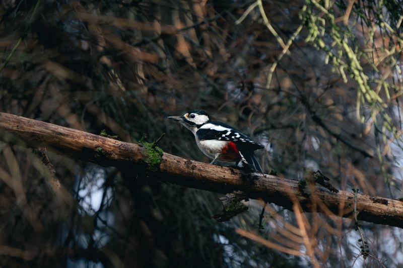 Afbeeldingslocatie: https://tweakers.net/i/ajp2r6h83PnbwGaiwp7pux8O6pQ=/800x/filters:strip_icc():strip_exif()/f/image/w6XbVSsc86H9D9EcpqziHITJ.jpg?f=fotoalbum_large