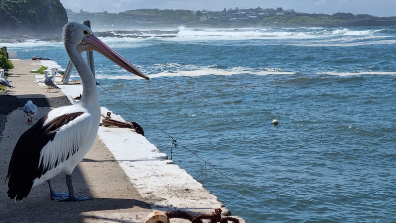 Afbeeldingslocatie: https://tweakers.net/i/an446Kxp0DavOUS67P7pv-9hTwk=/800x/filters:strip_icc():strip_exif()/f/image/MF1B3noiplXxlq4RPf1fvDyL.jpg?f=fotoalbum_large