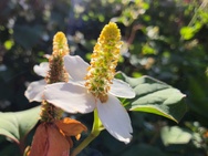 Sony Xperia 1 VIII cameratest - Macro