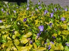 Xiaomi 15 en 15 Ultra cameratest - Video