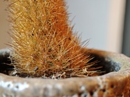 Cameratest Xiaomi 17 - Macro