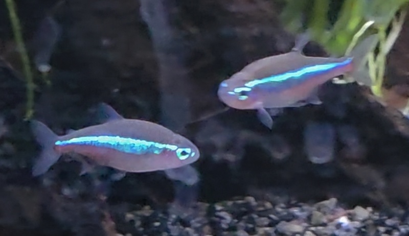 Afbeeldingslocatie: https://tweakers.net/i/c5WrnzOKPbRa2SsuilPUYJv50oQ=/800x/filters:strip_icc():strip_exif()/f/image/3m9u0vY1wKTTdyBxRSlVLg4V.jpg?f=fotoalbum_large