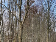 Groothoek, 2x tele, 5x tele