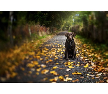 Lensbaby Composer Pro II with Edge 50