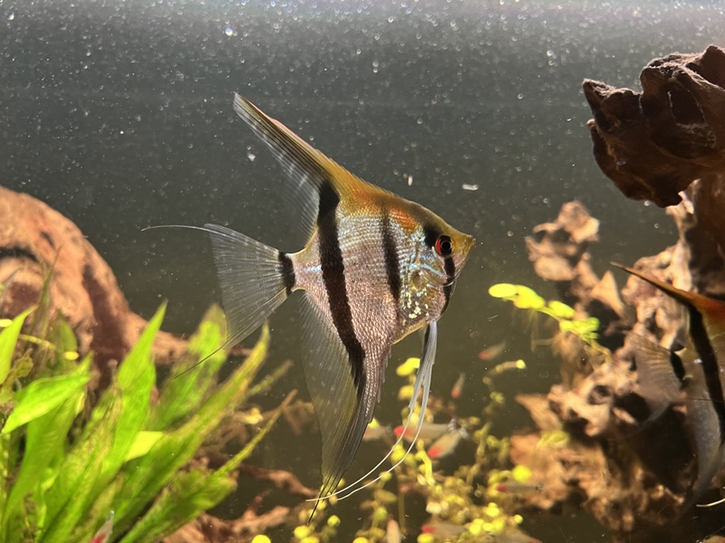 Afbeeldingslocatie: https://tweakers.net/i/cak0Vm6_ukw8G-c-_3KX_3Jq0lo=/800x/filters:strip_icc():strip_exif()/f/image/r4w5EZIsA2qgBtiVBoma2kD0.jpg?f=fotoalbum_large