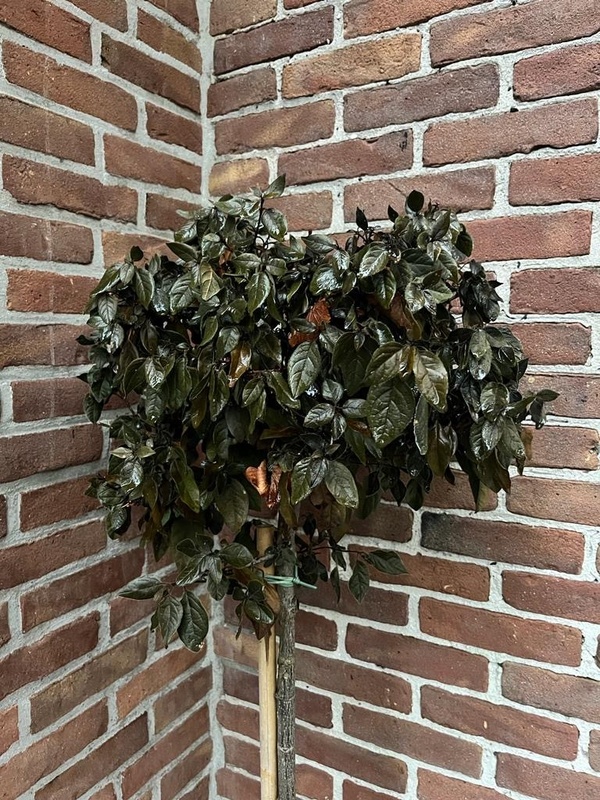 Afbeeldingslocatie: https://tweakers.net/i/ccn_Xa3CjGjoq-b1rgRP4WmQVXQ=/x800/filters:strip_icc():strip_exif()/f/image/omG3cBYdipxPSBvyZTng8EUm.jpg?f=fotoalbum_large