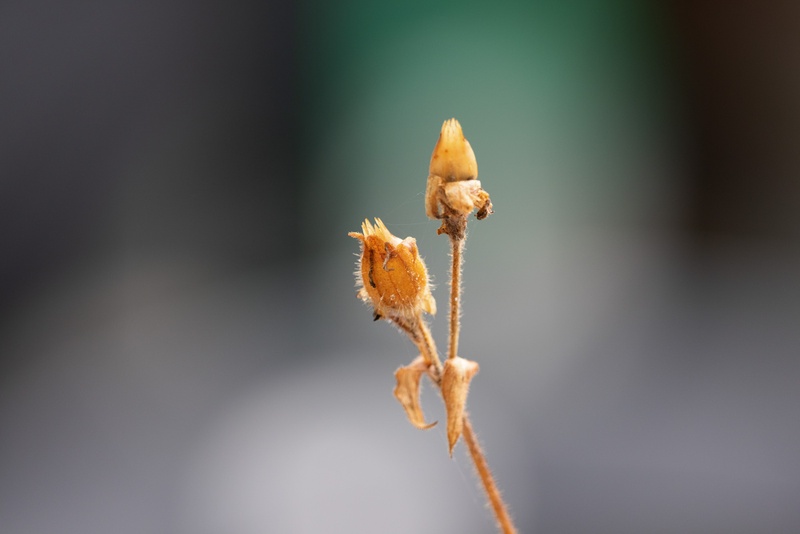 Afbeeldingslocatie: https://tweakers.net/i/cmIoUYFClg-XCf46G4YVLKIc5ko=/800x/filters:strip_icc():strip_exif()/f/image/HtjgeLoD3ixNSZwZNw60naQh.jpg?f=fotoalbum_large