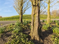 Xiaomi 17 Cameratest - Primair (overdag)