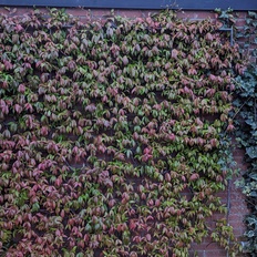 Afbeeldingslocatie: https://tweakers.net/i/dac8gnDX0lUo-LtBibNwlkCxWsE=/232x232/filters:strip_icc():strip_exif()/f/image/ky8iCJUsoqDtw2QJ06ElinvV.jpg?f=fotoalbum_tile