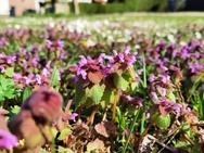 Huawei P40 Pro camerasamples overdag