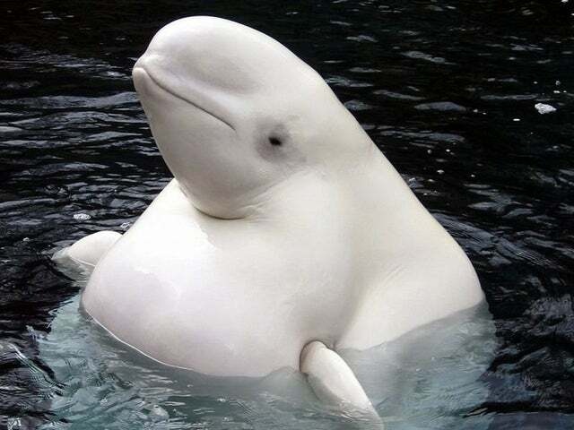 Afbeeldingslocatie: https://tweakers.net/i/e8hh5Y27gj7DFGb7ODvC2BR5VAM=/full-fit-in/4920x3264/filters:max_bytes(3145728):no_upscale():strip_icc():fill(white):strip_exif()/f/image/qTex61UAjX69YdA3cuRUzhXv.jpg?f=user_large