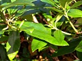 Nikon P6000 sample