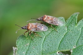 Afbeeldingslocatie: https://tweakers.net/i/eNwpy0DMsmWGUoxnPKWvZIXMb9k=/full-fit-in/4920x3264/filters:max_bytes(3145728):no_upscale():strip_icc():fill(white):strip_exif()/f/image/N3miHGl37rH21IBEeczUNH1t.jpg?f=user_large