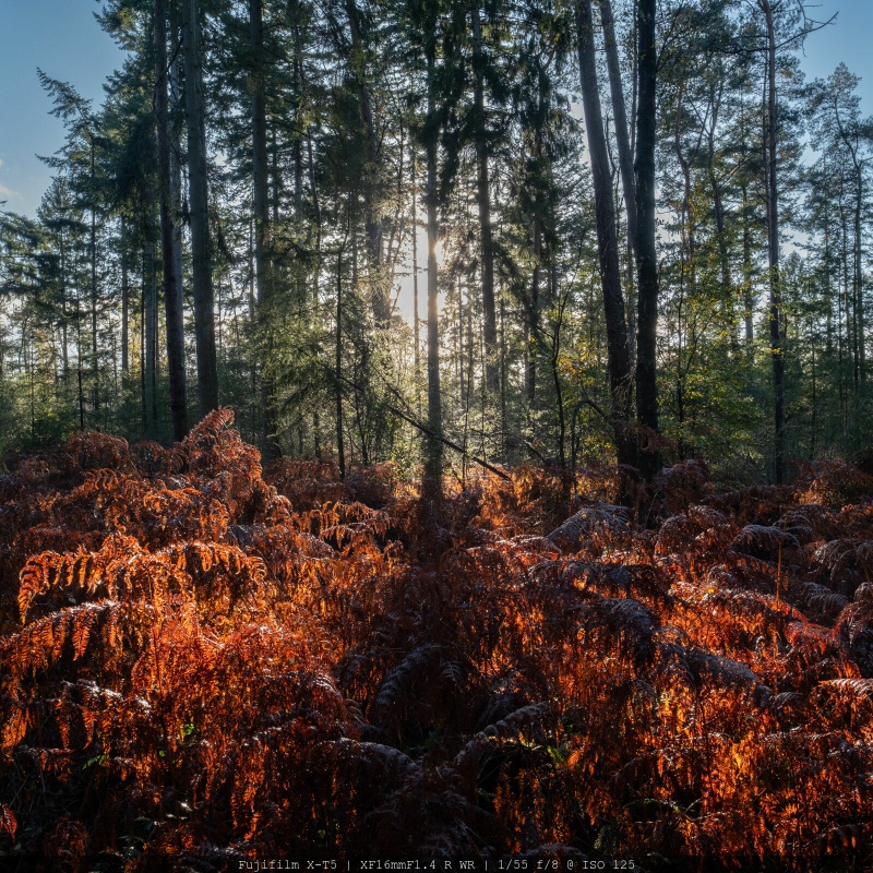 Afbeeldingslocatie: https://tweakers.net/i/ePnL1fACjYyEYb7vd_kVsv0R8BQ=/800x/filters:strip_icc():strip_exif()/f/image/PhioHE82CKZbv4vOqQvgj7zW.jpg?f=fotoalbum_large