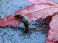 Macrofoto 3