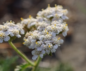 Sony Xperia 1 VIII cameratest - Supermacro