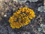 Cameratest Xiaomi 17 - Macro