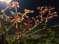 Cameratest Xiaomi 17 Ultra - 2x zoom