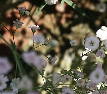 Dimage 7i review: foto bloemen scherptediepte